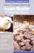 Kunci Sukses Beternak Ayam Broiler di Daerah Tropis