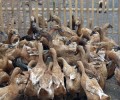 Panduan Sukses Beternak Itik