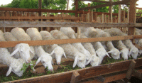 Teknik Pembibitan Kambing dan Domba