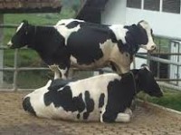 Sapi Perah (Seri Budi Daya)